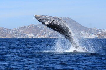 Whale Watching with Arch Tour Included (Beach Time Optional)