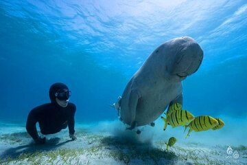Marsa Alam Marsa Mubarak Sea Cow and Turtles Snorkeling