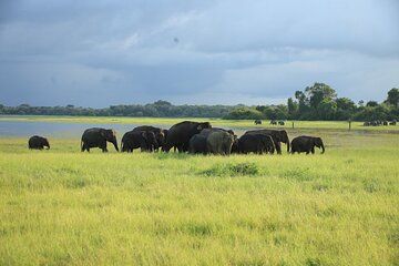 Minneriya National Park Private Jeep Safari with Elephant Viewing