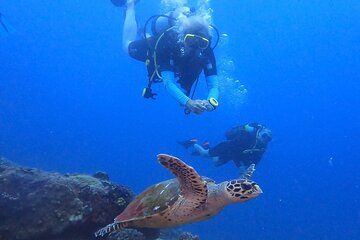 Single Dive Eden Island with Professional Guide