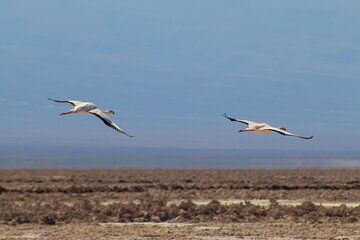 Tour of the Red Stones and High Plains in the Andes