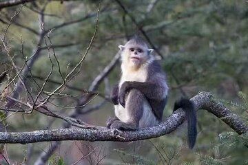 11-Day Shangri-La Wild Journey: Wildlife and Tibetan culture