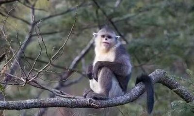 11-Day Shangri-La Wild Journey: Wildlife and Tibetan culture