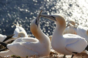 Muriwai Gannet Colony Private Half Day Wildlife Tour