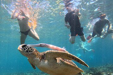 Manta Ray Snorkeling From Bali