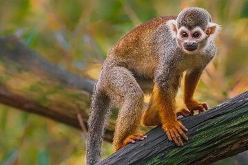 Monkeyhouse Adventure: A Family Day of Fun & Nature