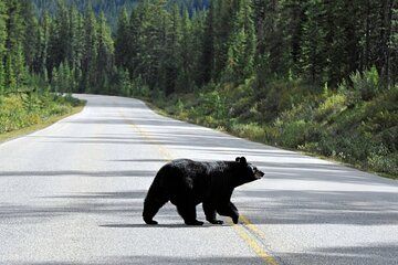 Banff: 3-Hour Evening Wildlife Viewing & Sunset Experience