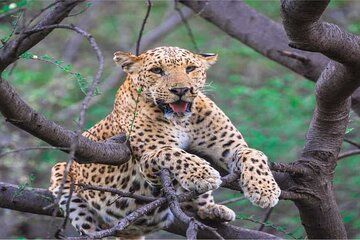 Jaipur Leopard Safari with Monkey Temple with Pick up and Drop