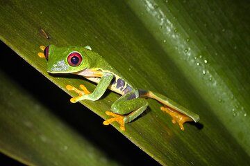 Night Tour in Indigenous Private Reserve Aventura Verde