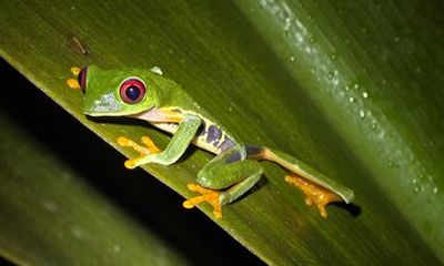 Night Tour in Indigenous Private Reserve Aventura Verde