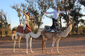 Discovery of pink flamingos in dromedary ballad