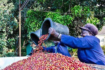 Private Half Day Tour in Fairview Coffee Farm from Nairobi