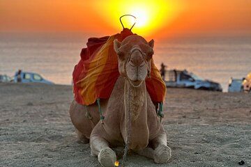Camel Ride Experience With Walking Tour In Tangier
