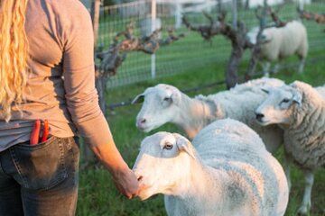 Sunset Eco Farm Experience Sheep Olive Oil Wine Cheese Tasting