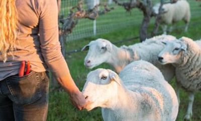 Sunset Eco Farm Experience Sheep Olive Oil Wine Cheese Tasting
