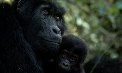 3 Day Bwindi Gorilla Trekking from Kigali