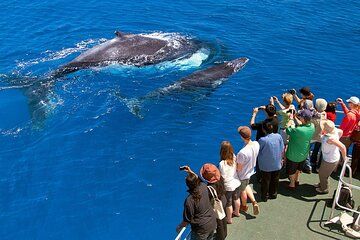 Half Day Humpback Whale Watching Tour