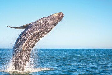 Whale Watching and El Limón Waterfall Adventure in Punta Cana