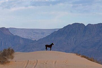 Multiday Horseback Adventure in Wadi Araba Desert