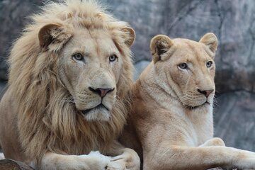 Viaport Lion Park Ticket with Optional Hotel Transfer