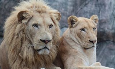 Viaport Lion Park Ticket with Optional Hotel Transfer