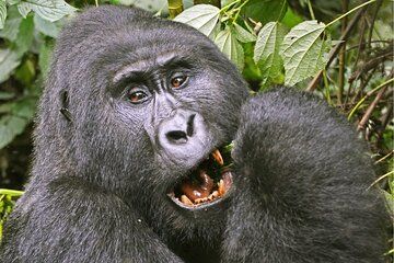 8 Day Uganda Safari Gorilla Tracking and Wildlife Adventures