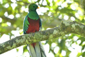 Santiago Atitlán Quetzal and Cloud Forest Birdwatching Tour
