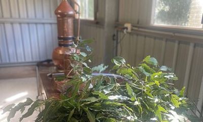 Plant to Perfume Experience Garden Tour Distilling and Perfume
