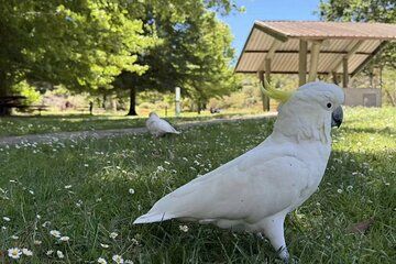 Blue Mountains Mercedes Tour: Cockatoos, Cascades & Scenic World