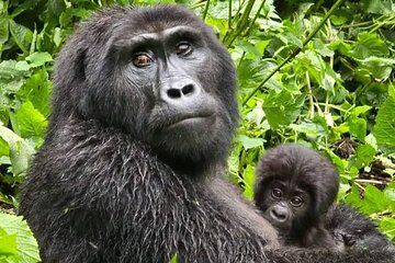 7 Day Rwanda Uganda Primate and Wildlife Safari Tour