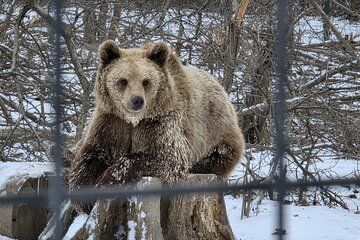 Bucharest:Private Tour to Bear Sanctuary,Dracula’s Castle&Prejmer