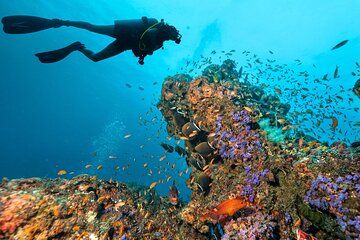 Roatan Scuba Diving Tours & Charters