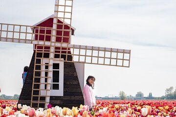 Tulip Fields Half Day Tour from Amsterdam
