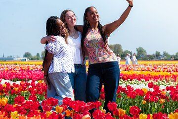 From Amsterdam: Tulip Experience and Tulip Fields Tour
