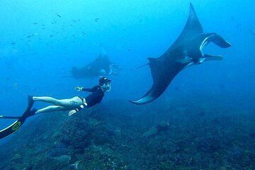 Manta Point Snorkeling Nusa Penida and West Tour include Lunch