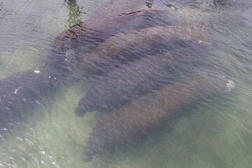 Dolphin, Manatee and Seabird Encounters