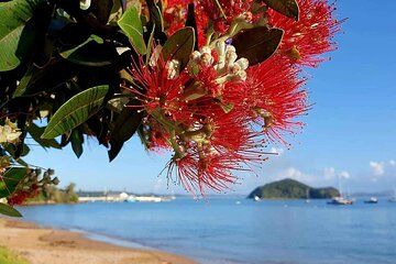 Private Tours in Bay of Islands