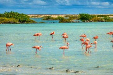Bonaire Shore Excursion Full Island Tour and Beach Relaxation