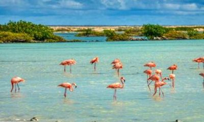 Bonaire Shore Excursion Full Island Tour and Beach Relaxation