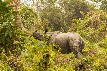 Kathmandu and Chitwan Tour