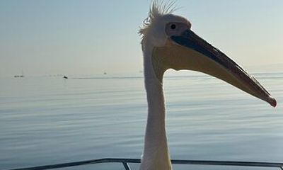 Dolphin Catamaran Cruise and Sandwich Harbour Tour