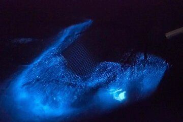 Bioluminescent Comb Jelly Clear Kayaking Tour