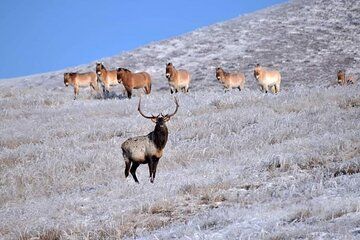 Transfer Service to Khustai National Park