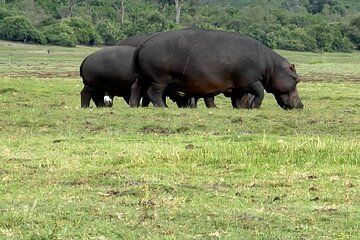 Chobe Morning Game Drive (Half-Day Safari)