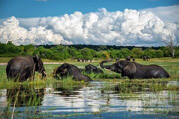 Chobe Day Trip from Livingstone