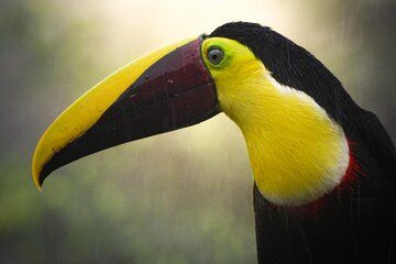 Birding and Photography Tour