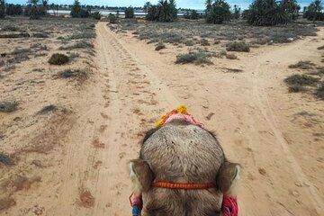 Expert Djerba Camel Ride with Custom Route