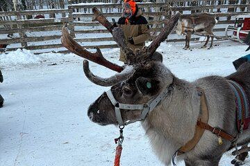Reindeer Sleigh Ride and Husky Farm Visit in Rovaniemi