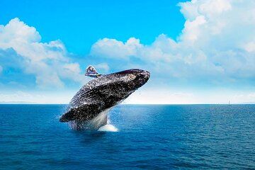 Whale Watching, Cayo Levantado and Playa Rincón Tour