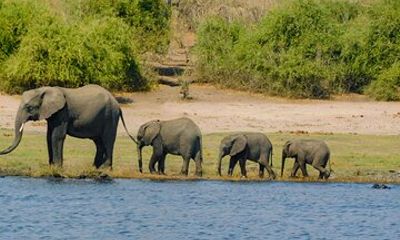 Mosi oa Tunya National Park and Rhino walking Safaris